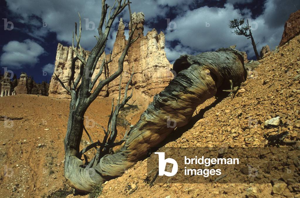 Bryce Canyon National Park/Utah/USA