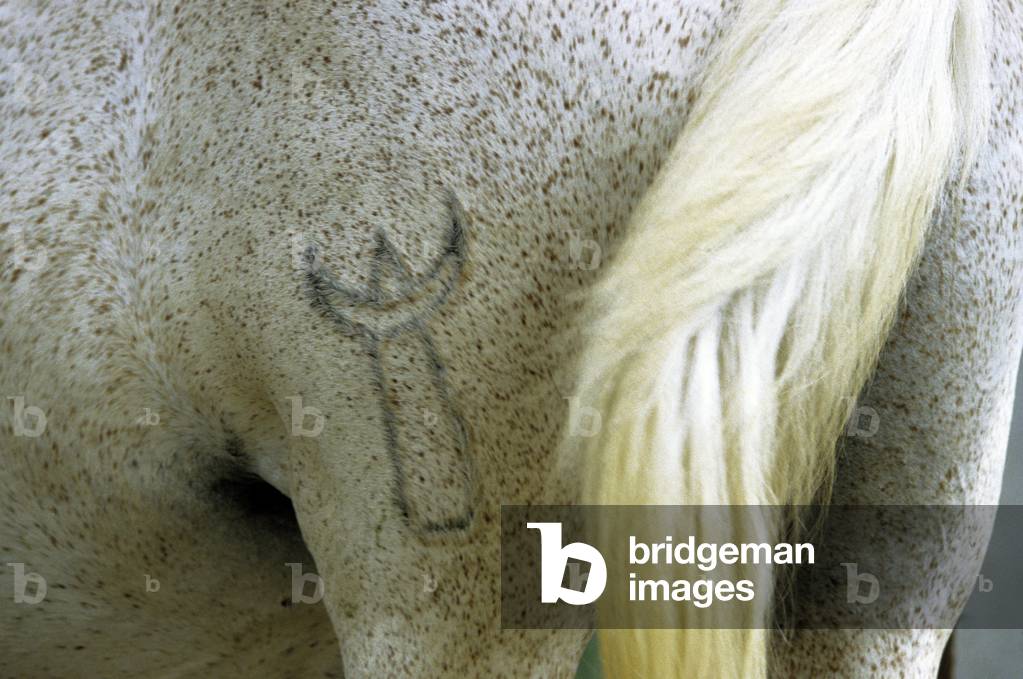 Horse/Breed: Camargue/Brand of the manade