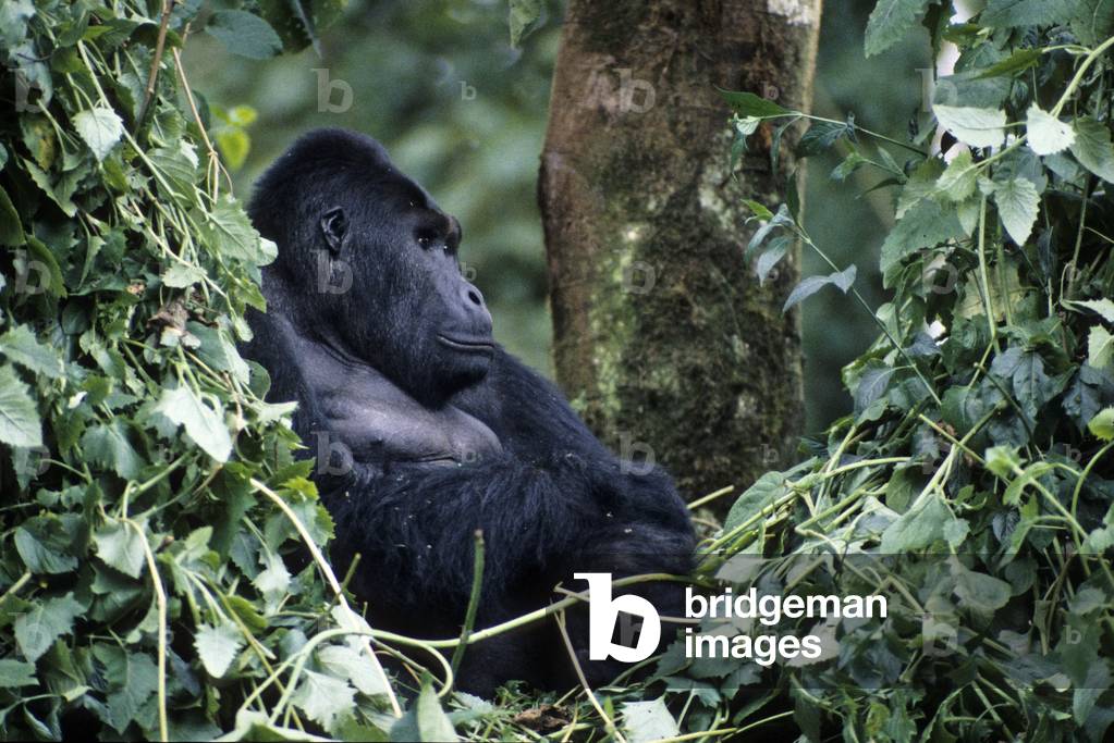 Gorilla gorilla beringei/Mountain Gorilla/Mountain Gorilla