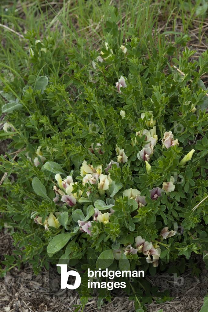Cytisus polytrichus/Cytitis