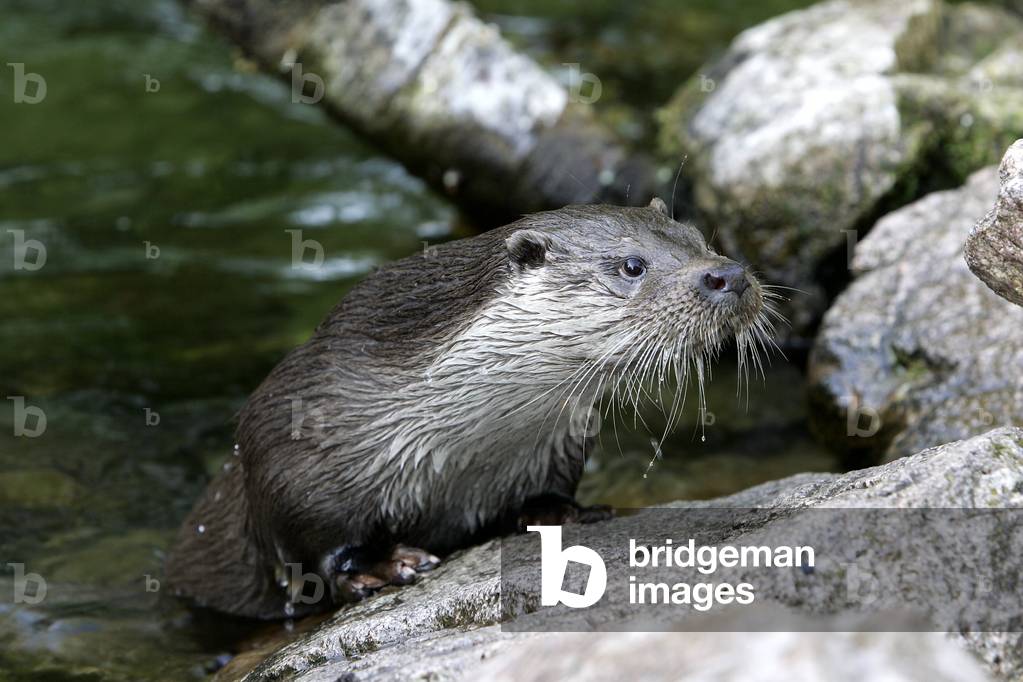 Lutra lutra/European Otter/European Otter