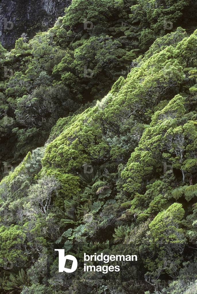 Robinson Crusoe Island National Park/Juan Fernandez Archipelago/Chile/UNESCO Class Site