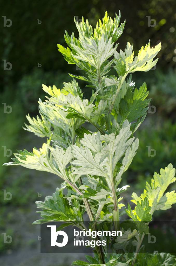 Artemisia vulgaris/Sagebrush/Felon Herb/Douglas Mugwort