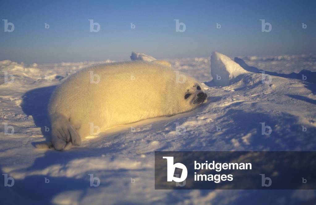 Pagophilus groenlandicus/Harp Seal/Bebe seal