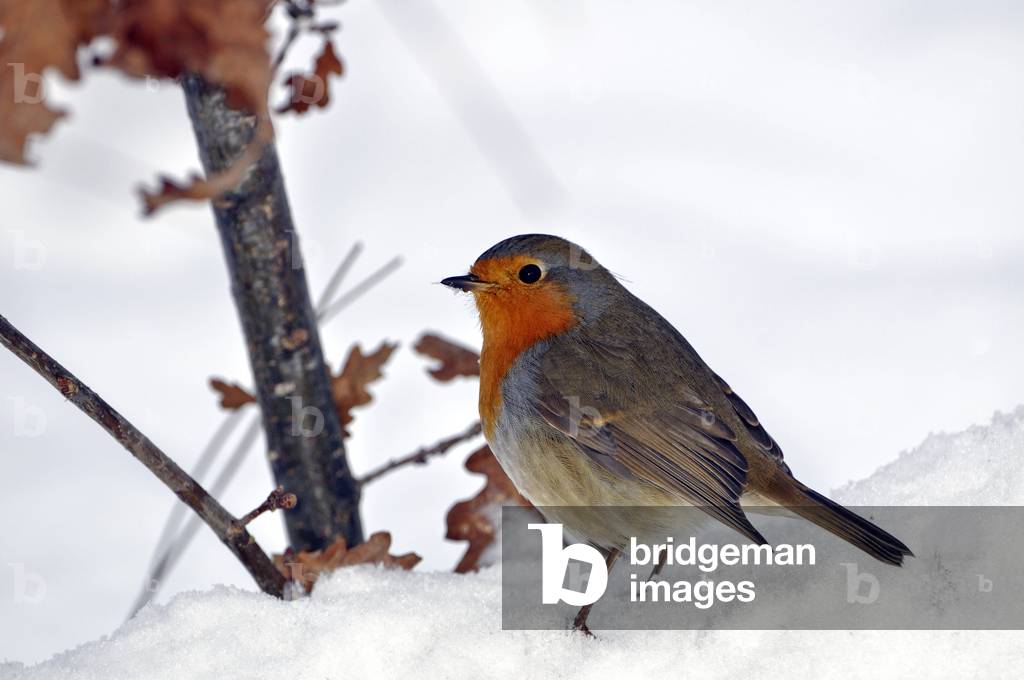 Erithacus Rubecula/Familiare Gole Rosse/Familiare Rosso/Pettirosso europeo 