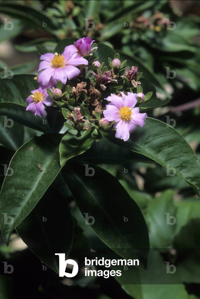 Pereskia sacharosa/Sacharosa