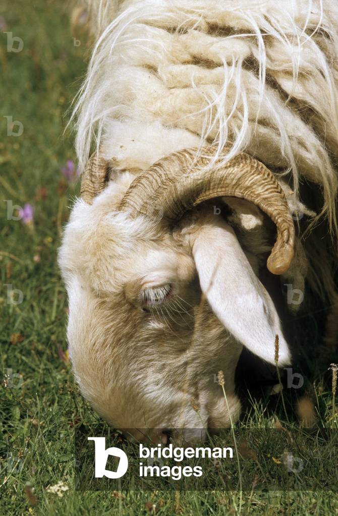 Sheep/Breed: Basco Bearnaise