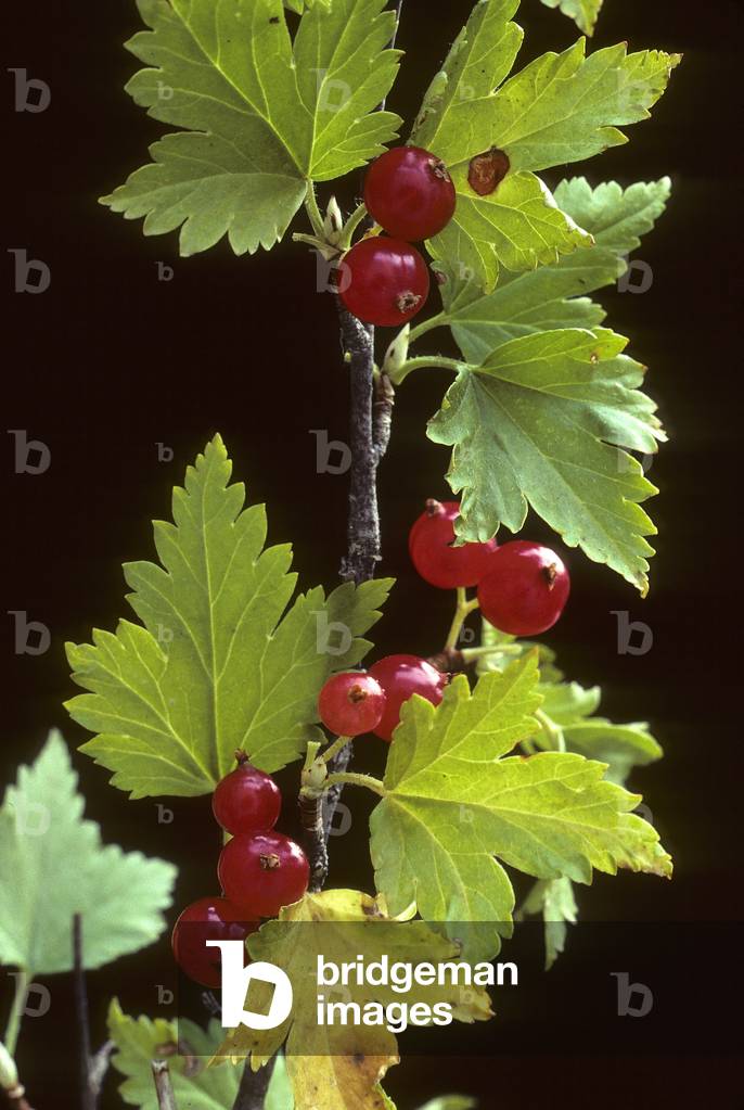 Ribes alpinum/Gooseberry