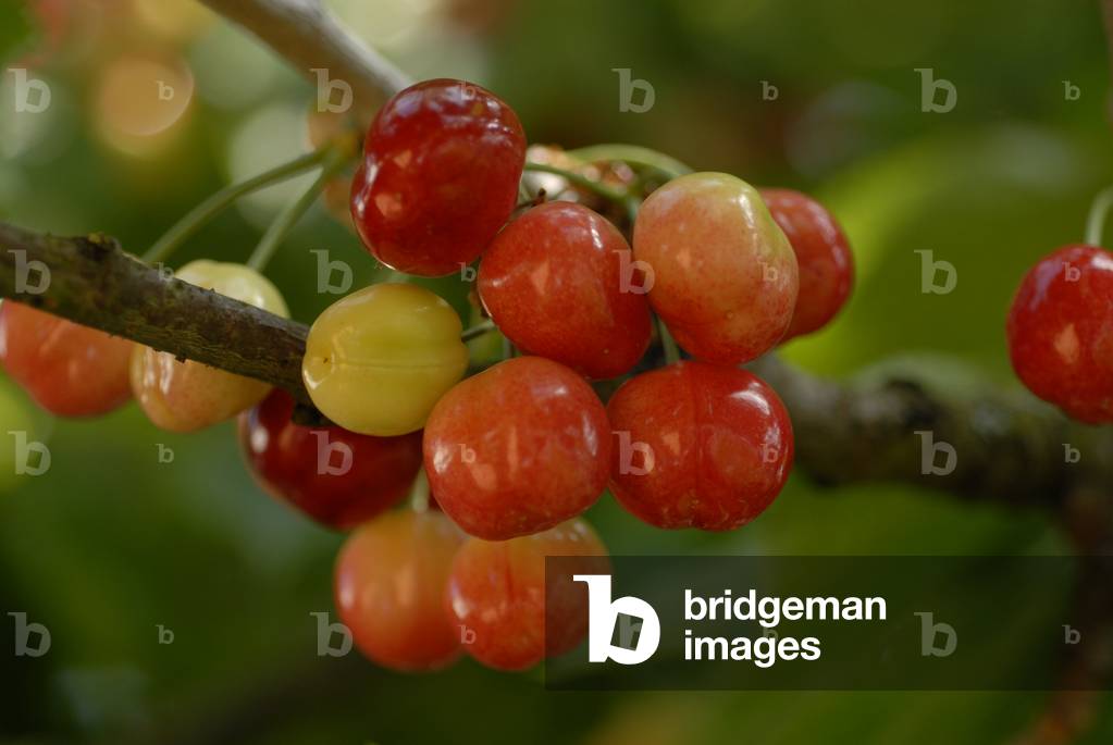 Prunus x avium/Cherry/Cherry Tree/Cherry Tree/Cherry