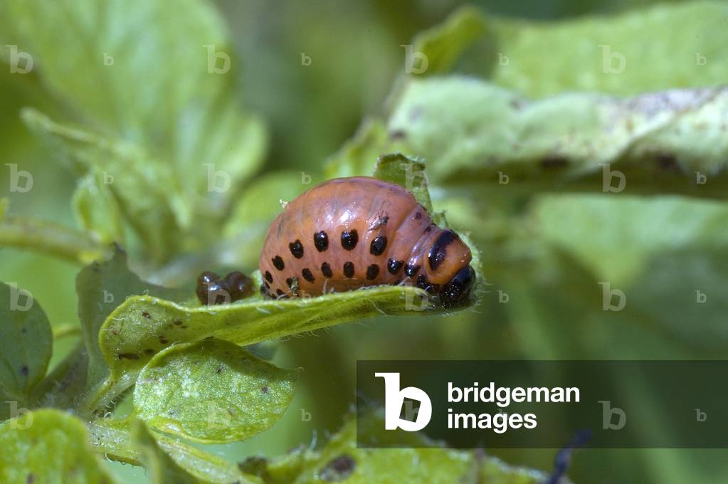Leptinotarsa decemlineata/Doryphorus