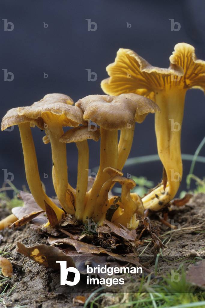 Cantharellus tubaeformis/Tube chanterelle/Yellow chanterelle/Funnel chanterelle/Tubular chanterelle
