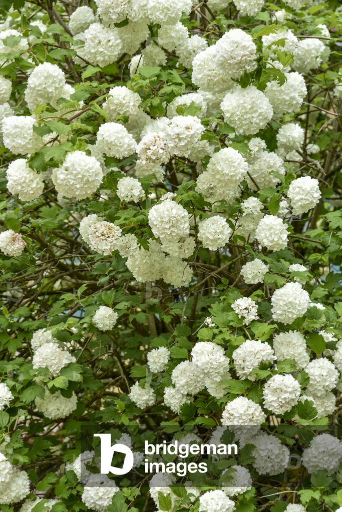 White flowers of Dog Berry (photo)