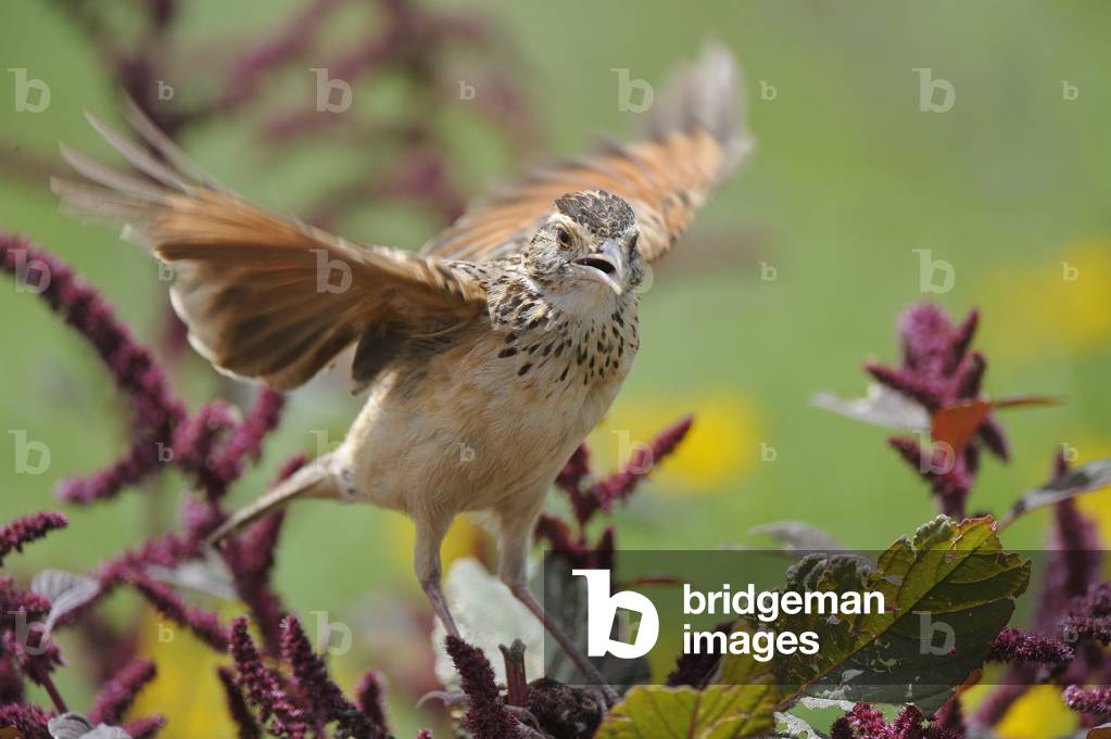 Mirafra albicauda/White-tailed Lark/White-tailed Lark