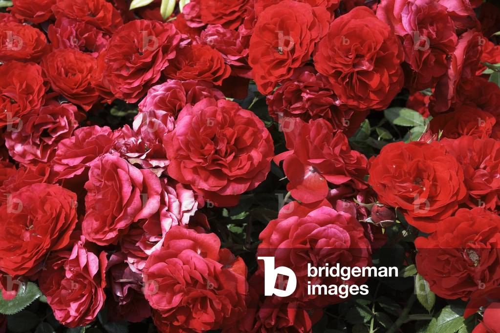 Rosa x/Pink 'Tilt Symphony'