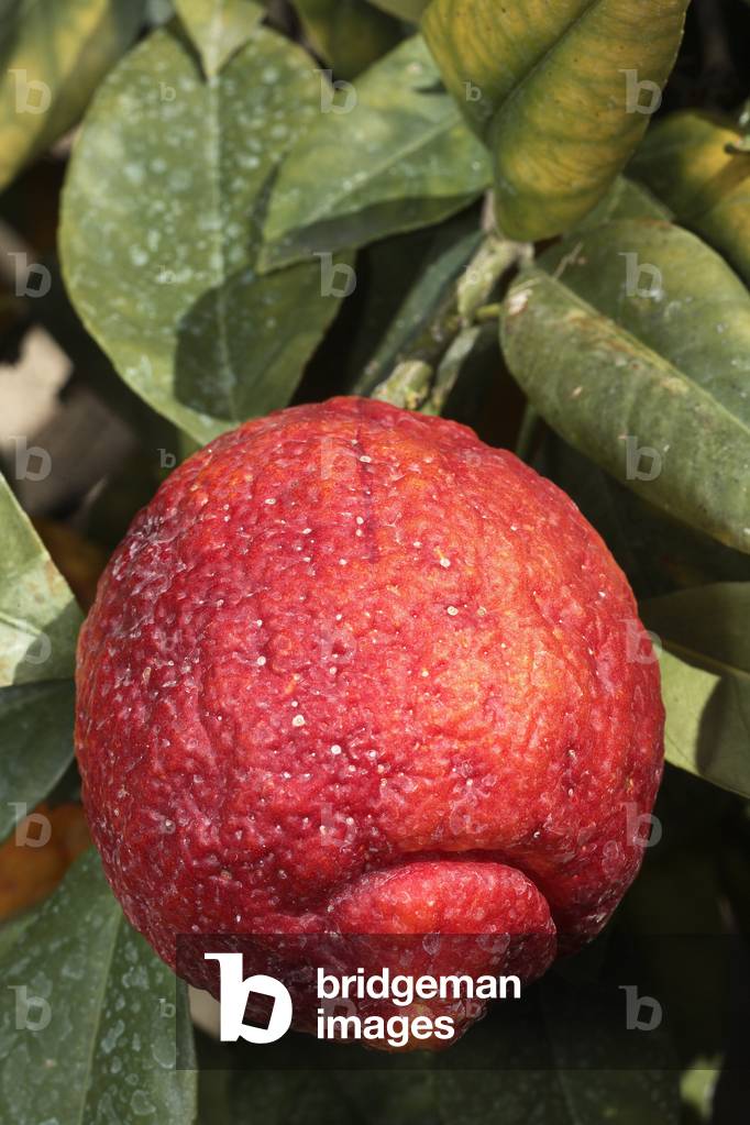 Citrus medica/Cedratier 'Red skin'/Cedralemon