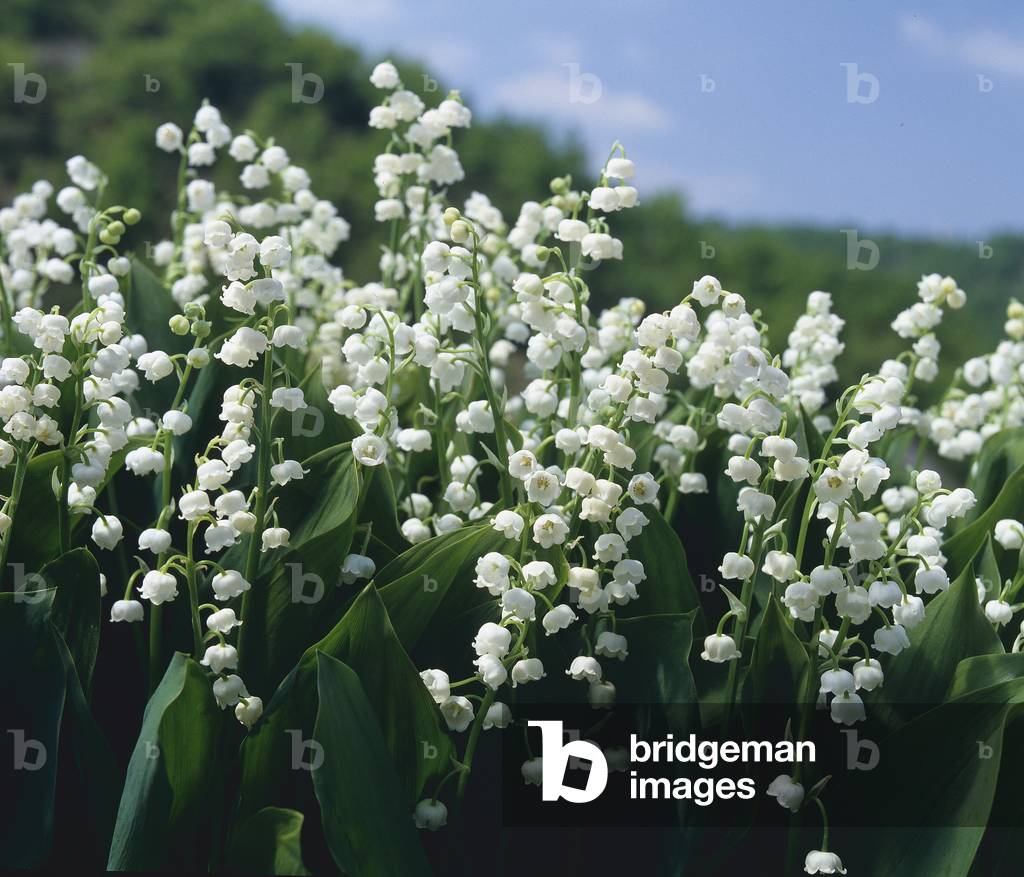 Convallaria majalis/Lily of the Valley