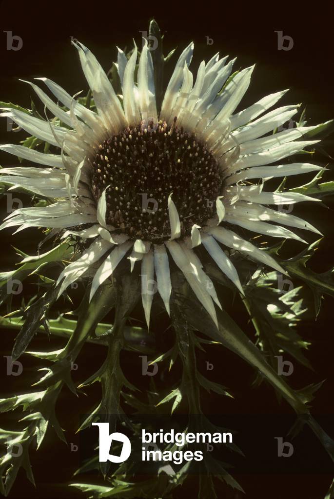 Carlina acaulis/Carline acaule/Short-stem Carline/Caroline Thistle