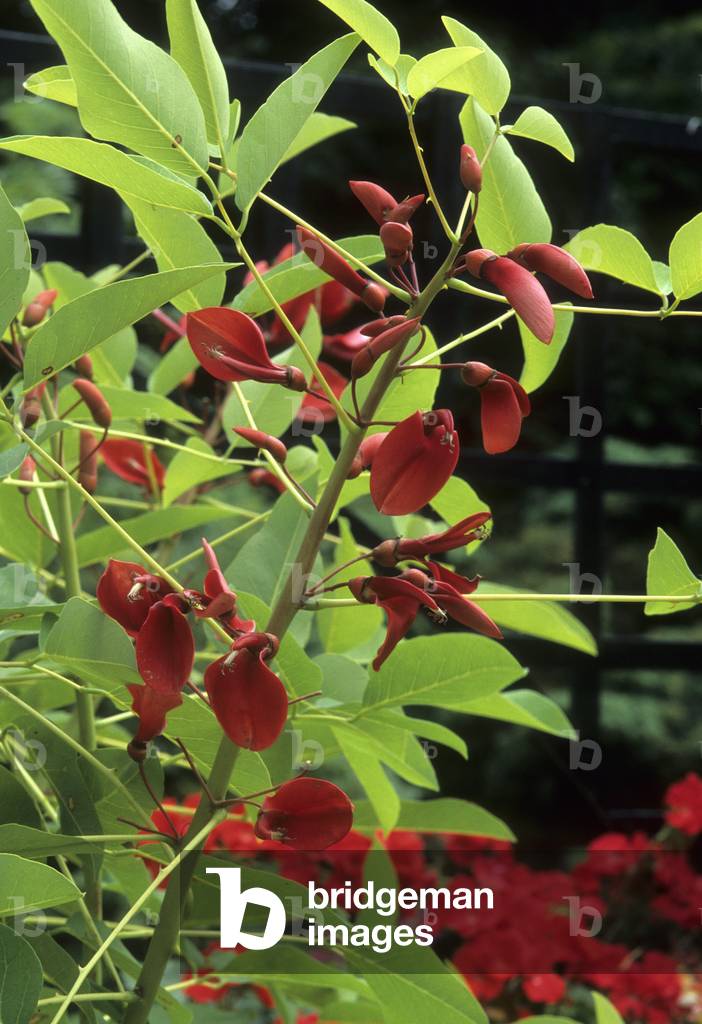 Erythrina crista galli/Erythrin crete rooster/Coral tree/Ceibo/Coral Tree