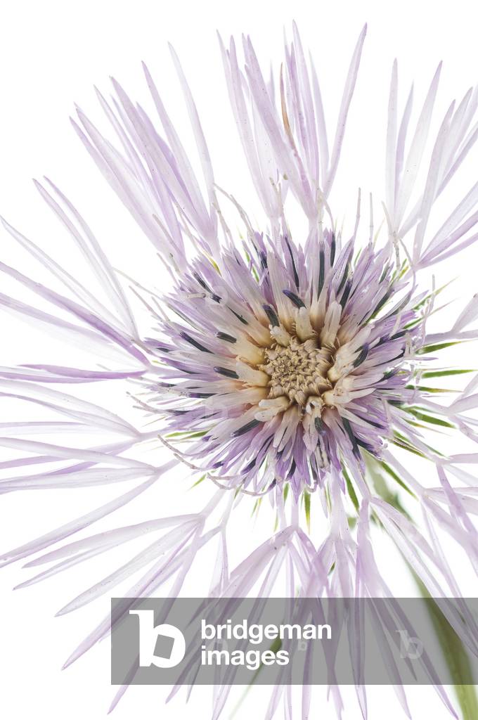 Tomentosa galactites// Tomentosa thistle/Cotton galactites