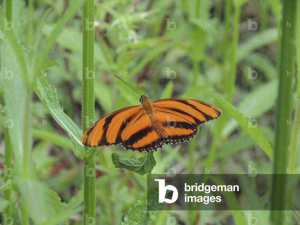 Dryadula phaetusa/Orange Tiger