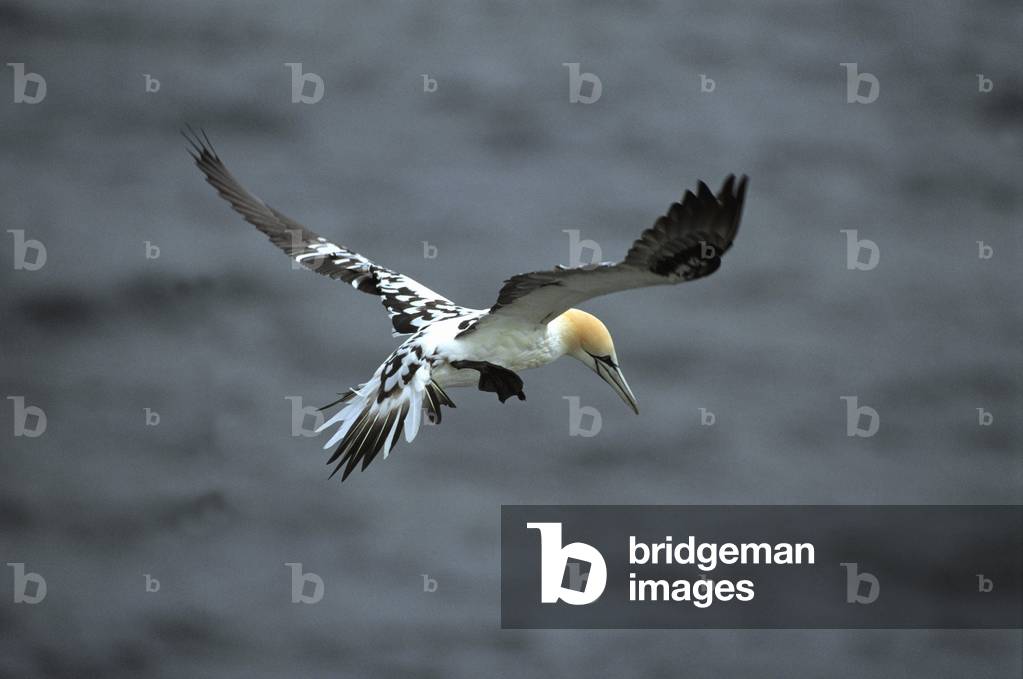 Morus bassanus/Northern Gannet