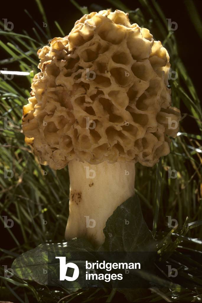 Morchella esculenta/Common Morilla
