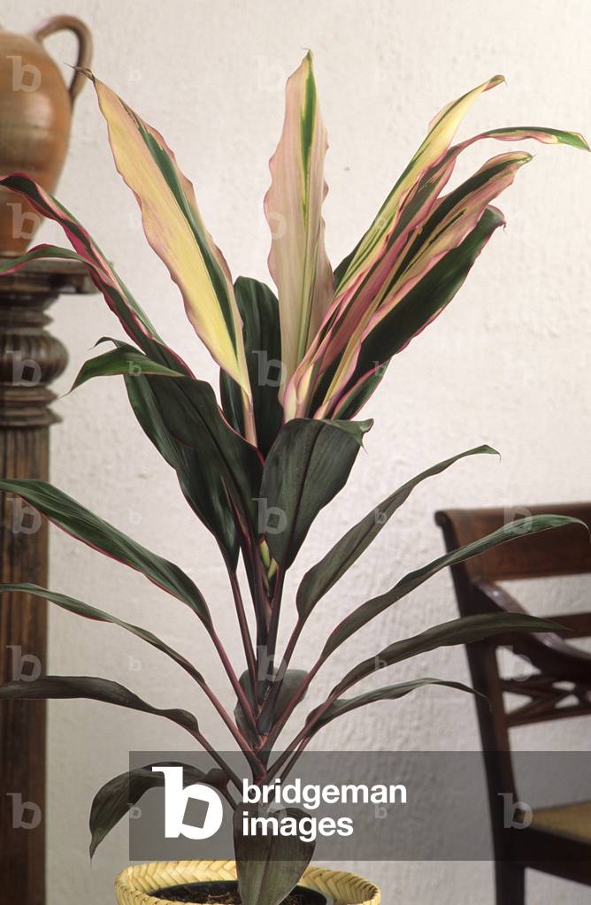 Cordyline terminalis/Cordyline 'Lord Robertston'