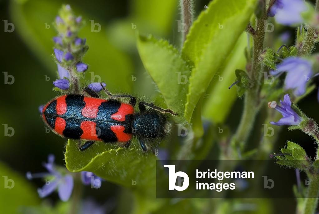 Alvearius trichodes/Hive bugle/Daisy bugle