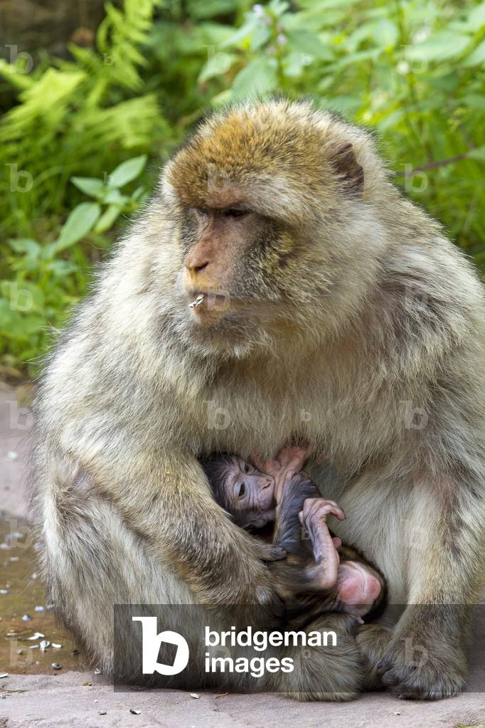 Macaca sylvanus/Magot/Barbary Macaque/Monkeys mountain/Barbary macaque