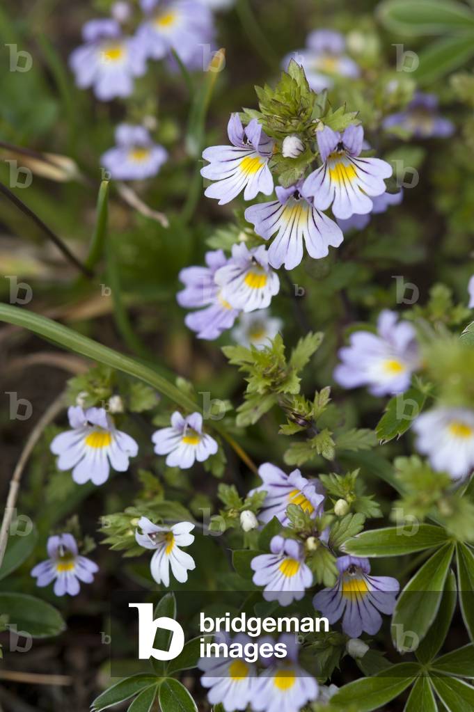 Euphrasia alpina/Euphraise of the Alps/Alpine Eyebright