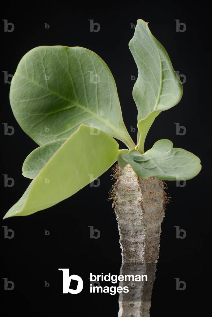 Euphorbia capmanambatoensis/Euphorbo