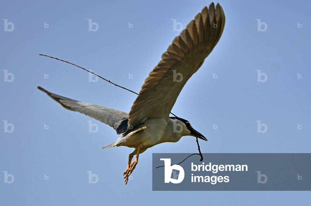 Nycticorax nycticorax/Heron Crowned Night Heron