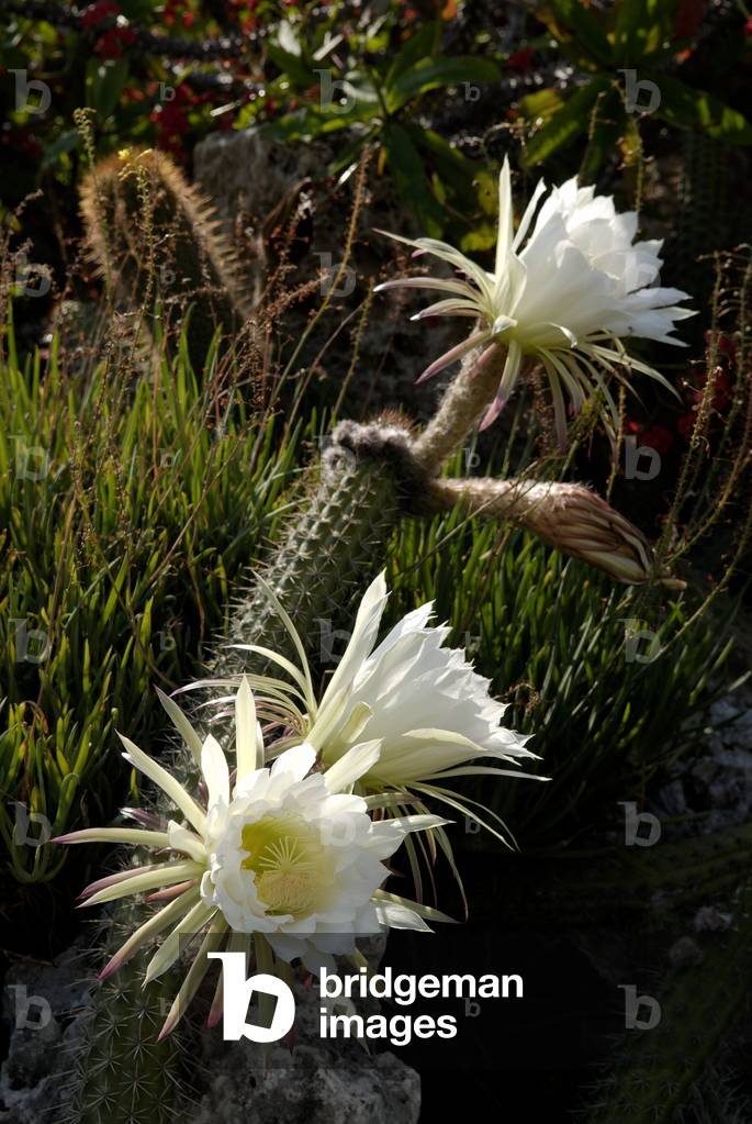 Trichocereus