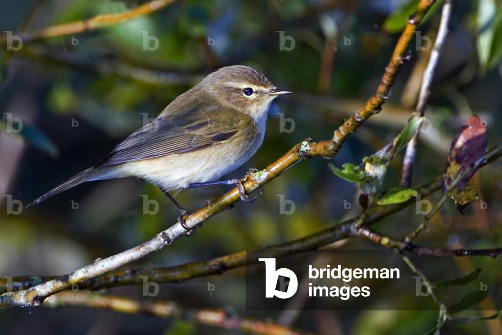 Phylloscopus collybita/Chickens veloce/Common Chiffchaff