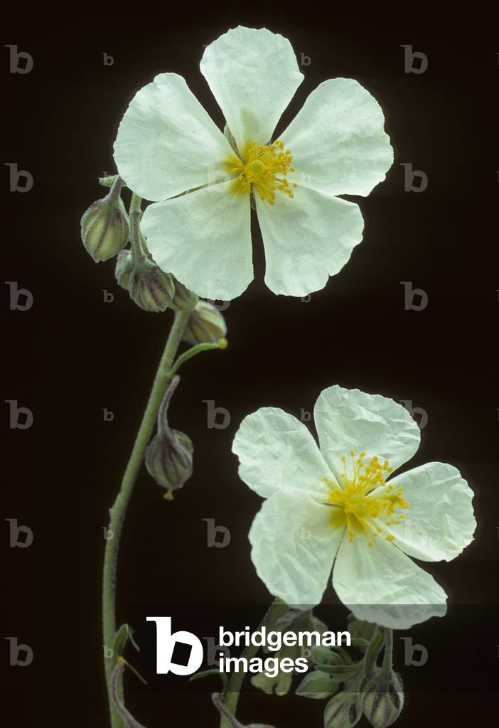 Helianthemum polifolium/Heliantheme a polium leaf