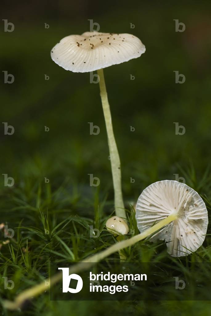 Mycena epipterygia/Mycene of ferns/Mycene bangs