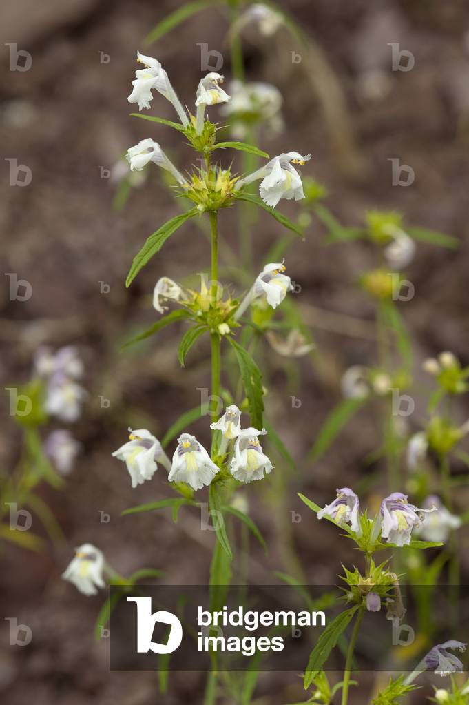 Galeopsis reuteri/Galeopsis de Reuter