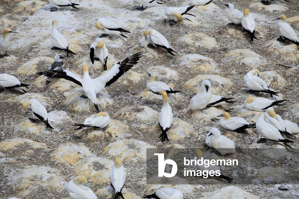 Morus serrator/Crazy Austral/Australasian Gannet