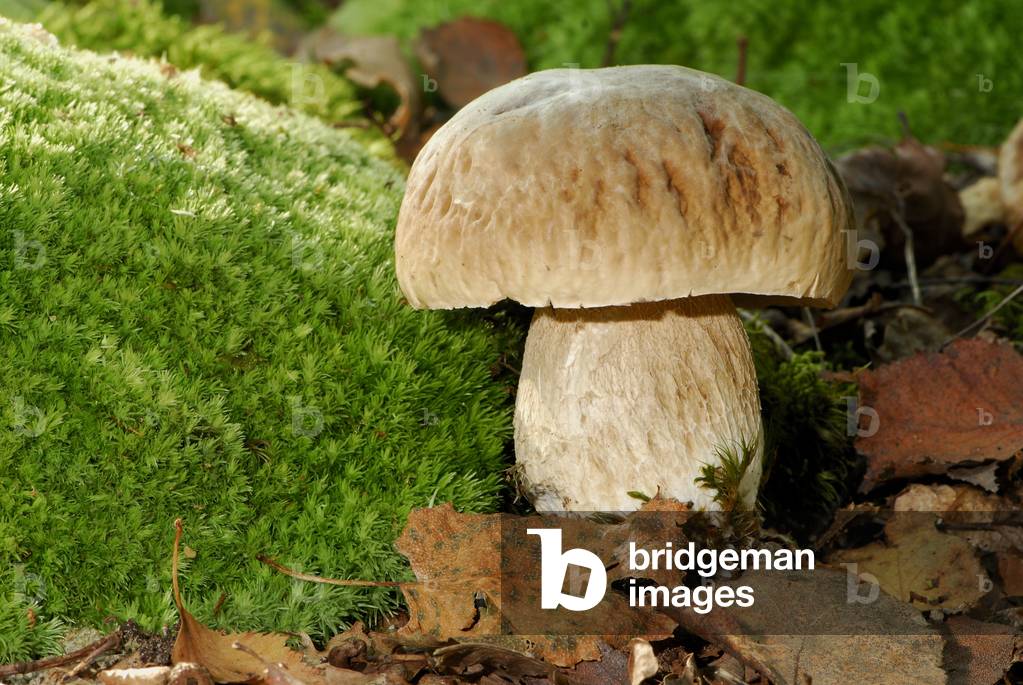 Boletus edulis/Cope de Bordeaux/Edible bolet