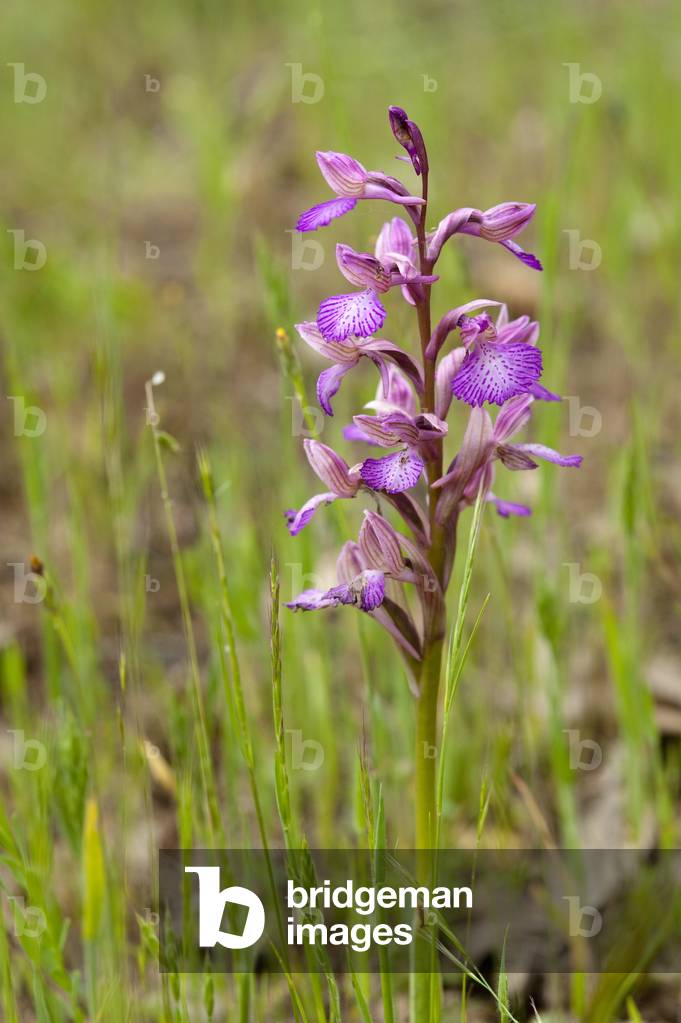 Anacamptis papilionacea/Orchis papilionacea/Orchis butterfly/Pink Butterfly Orchid