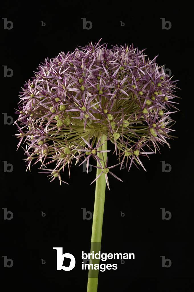 Garlic Allium aflatunense Lucie Ball
