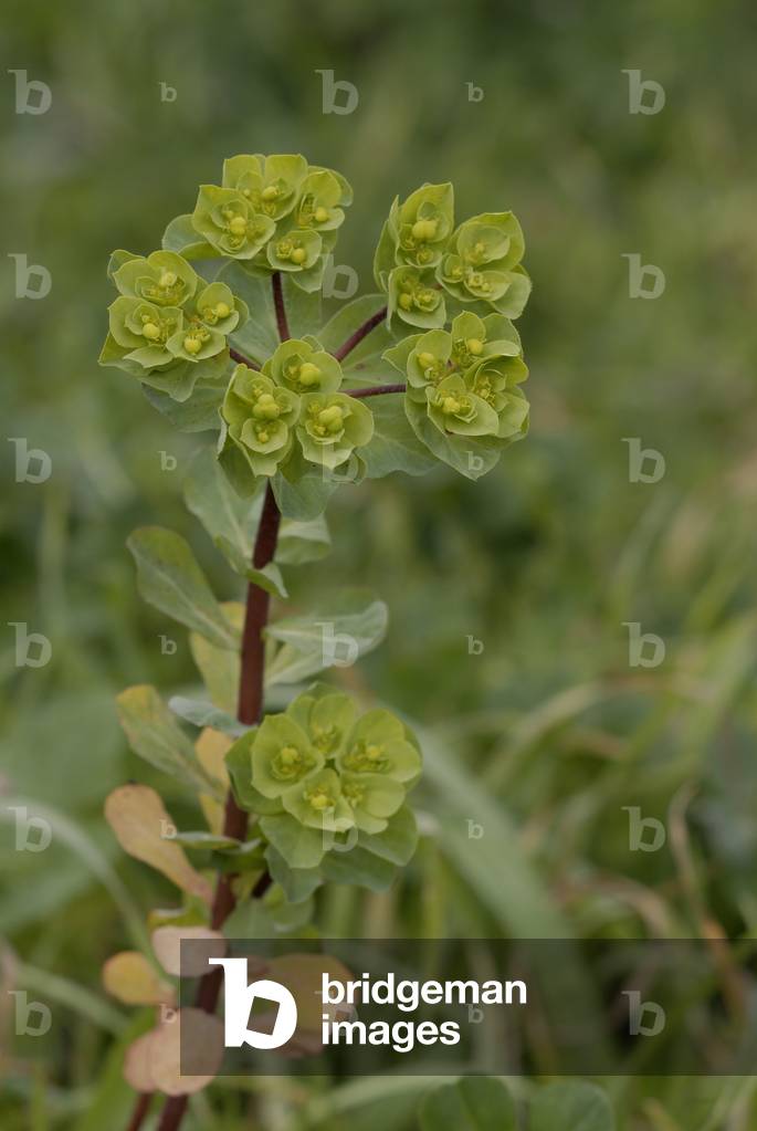 Euphorbia helioscopia/Euphorbo morning awakening/Devil's Milk