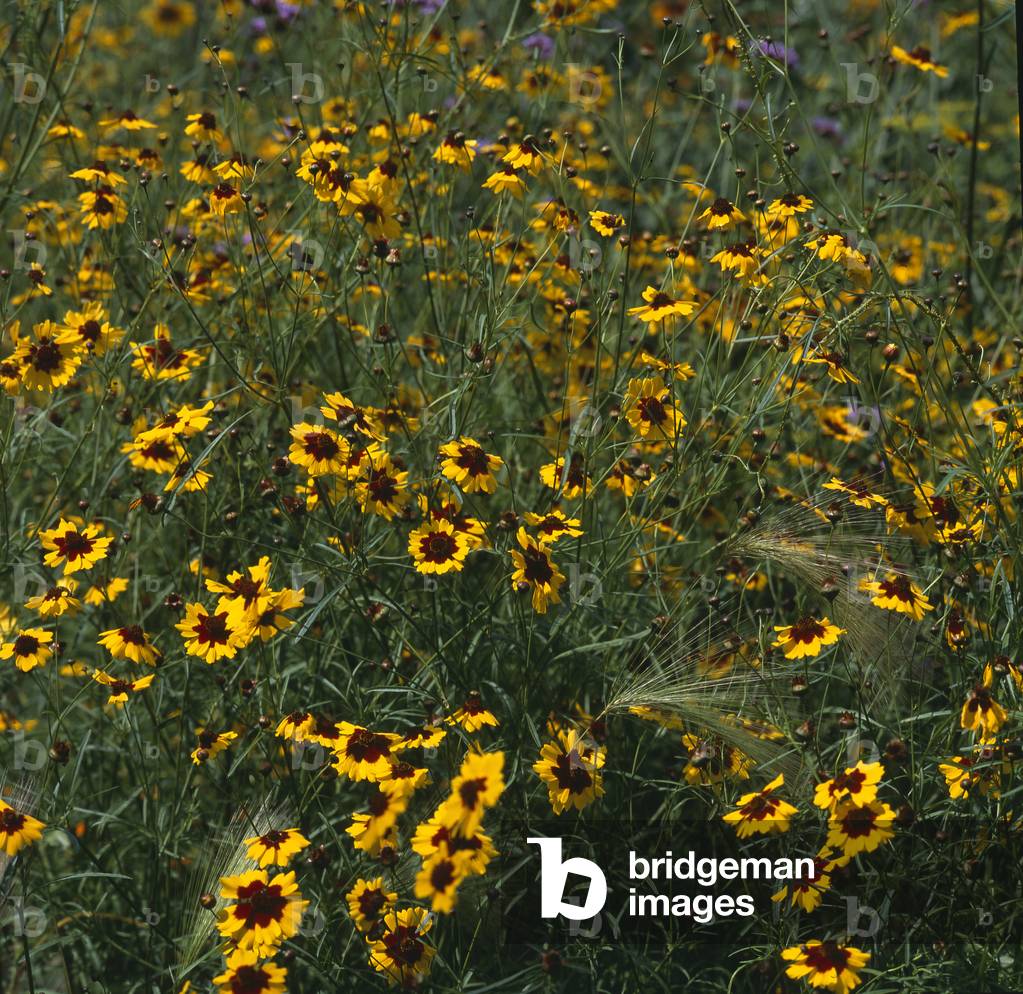 Coreopsis tinctoria/Coreopside elegant/Coreopsis tinctorial/Tickseed