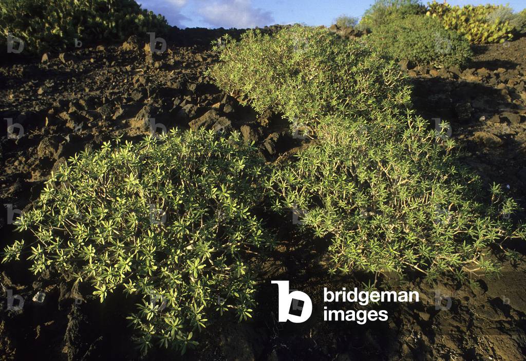 Euphorbia regis jubae/Euphorbia obtusifolia ssp. regis jubae/Euphorbia/Spurge