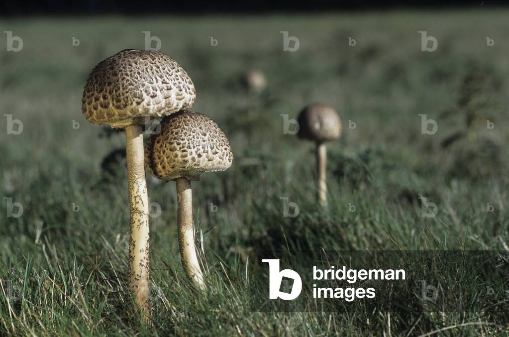Macrolepiota procera/Lepiote/Coulemelle/Parasol/Couleuvree/Cat Nose/Ring Knight