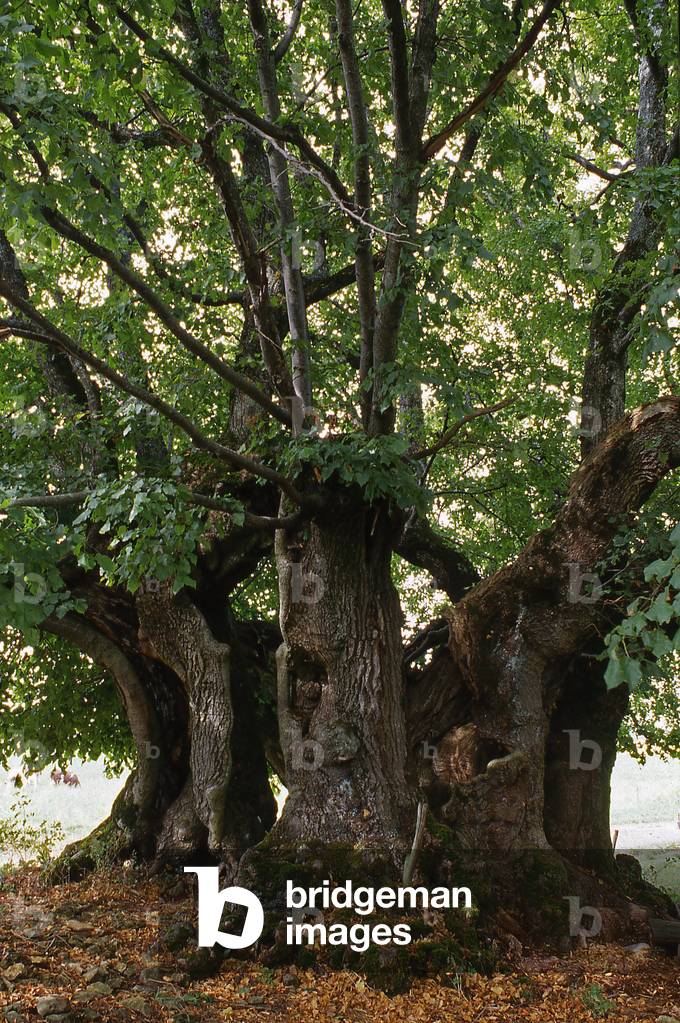 Ivory linden/Common linden/Tilia vulgaris/550 years/High: 15 m/Circ: 15 m/The biggest tree in France/Ivory/Jura/France