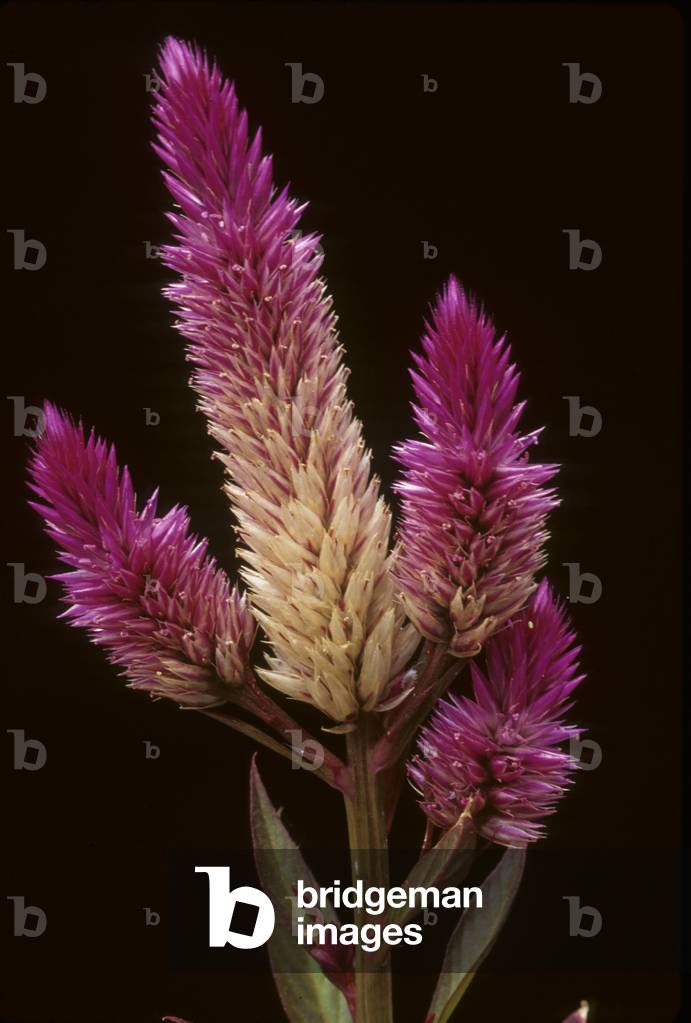 Amaranthus x/Amaranthus