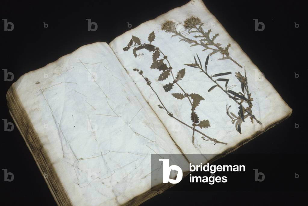 Herbarium/Natural History Museum of Paris