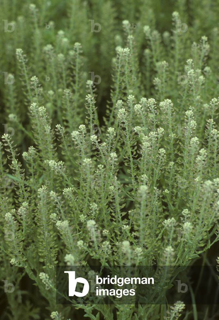 Campestre Lepidium/Field Gateway/Judas Stock Exchange/Mithridate Pepperwort