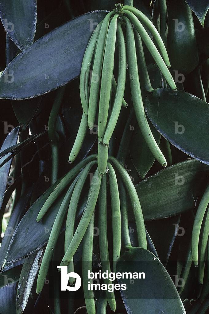 Vanilla fragrans/Vanilla/Fresh pods